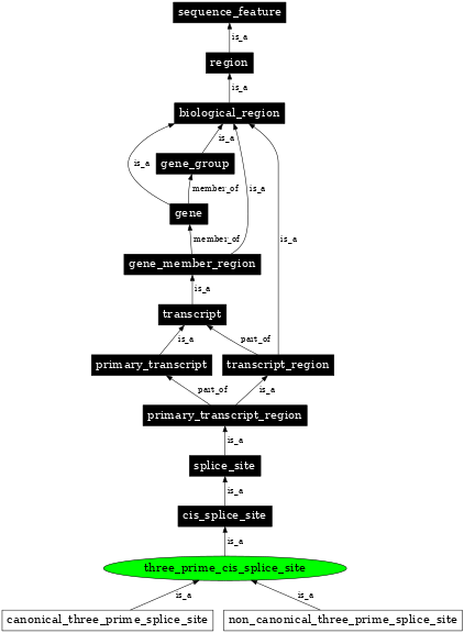 Graph image for SO:0000164