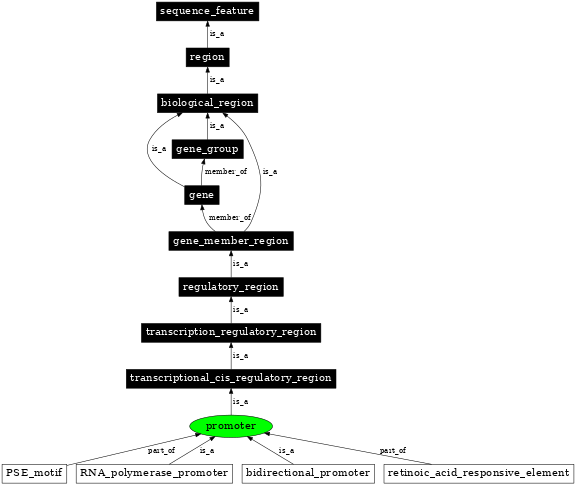 Graph image for SO:0000167