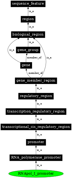 Graph image for SO:0000169