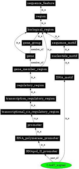 Graph image for SO:0000172