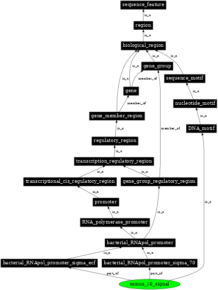 Graph image for SO:0000175