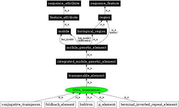 Graph image for SO:0000182