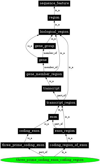 Graph image for SO:0000197