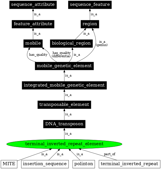 Graph image for SO:0000208