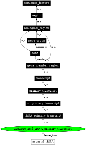 Graph image for SO:0000214