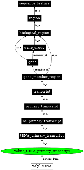 Graph image for SO:0000230