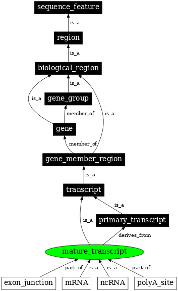 Graph image for SO:0000233