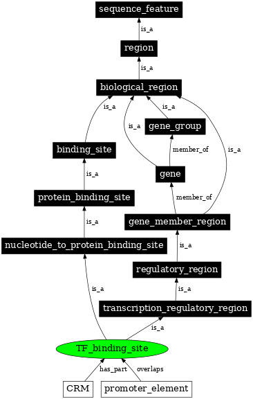 Graph image for SO:0000235