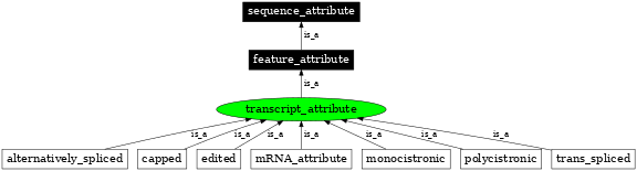 Graph image for SO:0000237