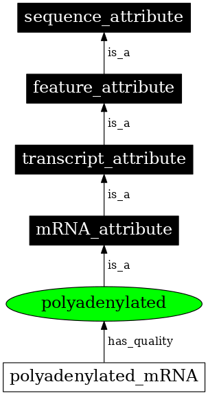 Graph image for SO:0000246