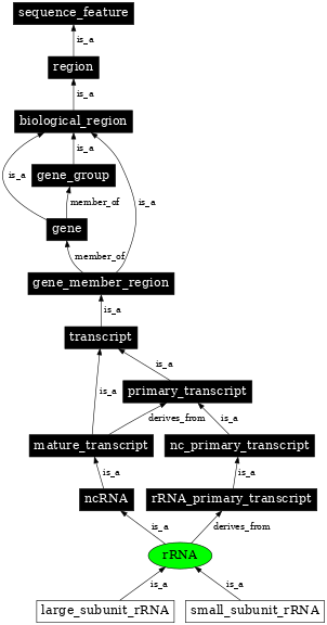 Graph image for SO:0000252