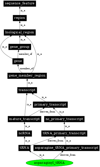 Graph image for SO:0000256