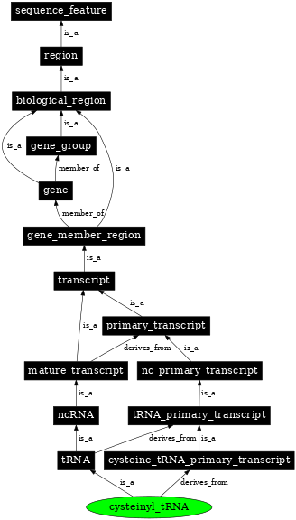 Graph image for SO:0000258