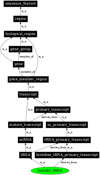 Graph image for SO:0000262