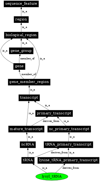 Graph image for SO:0000265