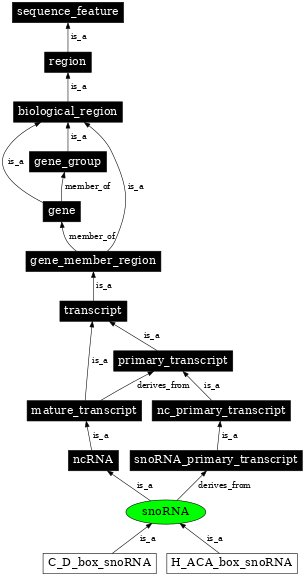 Graph image for SO:0000275