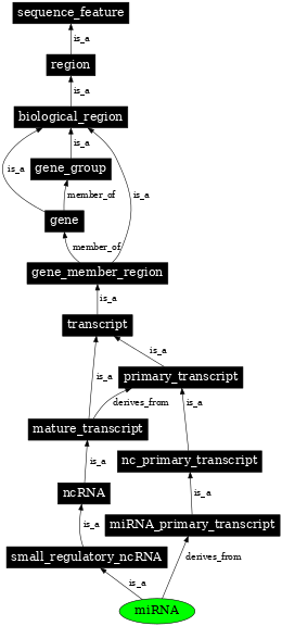 Graph image for SO:0000276