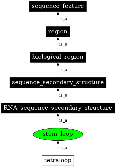 Graph image for SO:0000313