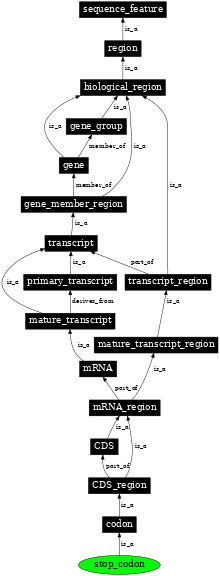 Graph image for SO:0000319