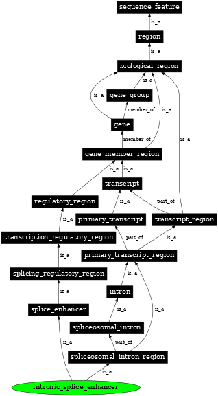 Graph image for SO:0000320