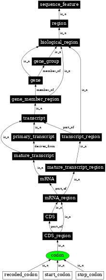 Graph image for SO:0000360