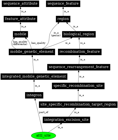 Graph image for SO:0000367