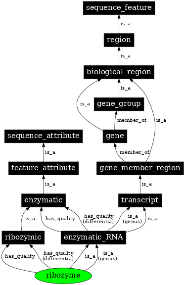 Graph image for SO:0000374