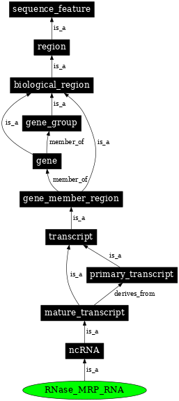 Graph image for SO:0000385