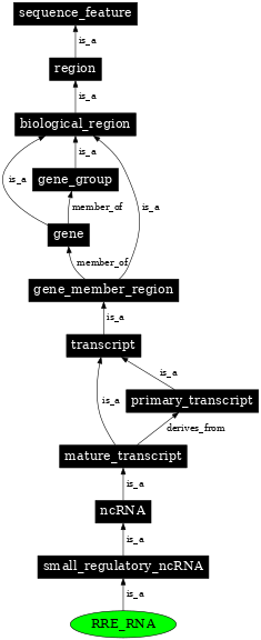 Graph image for SO:0000388