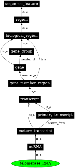 Graph image for SO:0000390