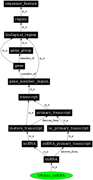 Graph image for SO:0000397