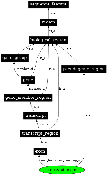 Graph image for SO:0000464