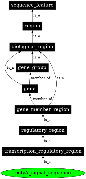 Graph image for SO:0000551