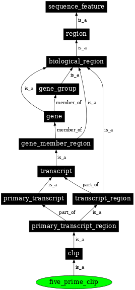 Graph image for SO:0000555