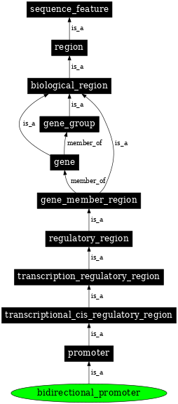 Graph image for SO:0000568