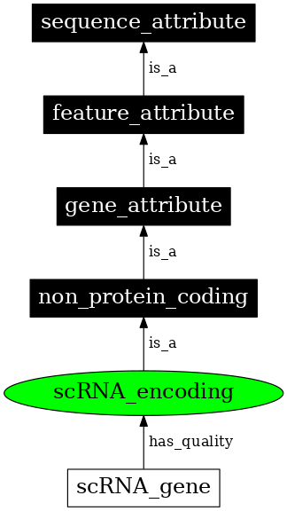 Graph image for SO:0000575