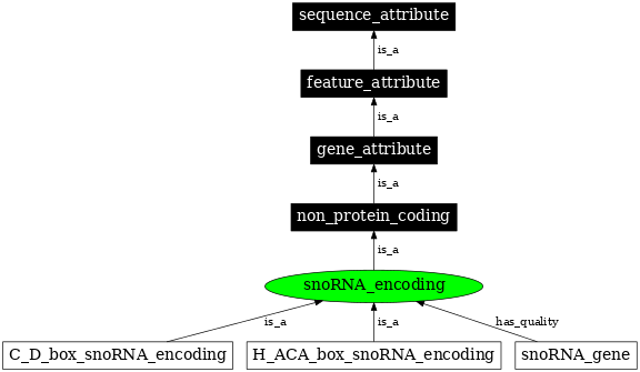 Graph image for SO:0000578