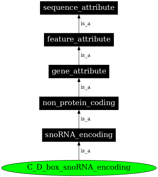 Graph image for SO:0000585