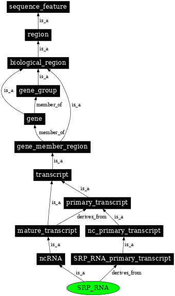 Graph image for SO:0000590