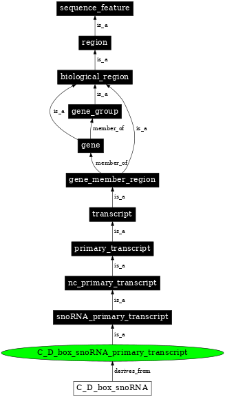 Graph image for SO:0000595