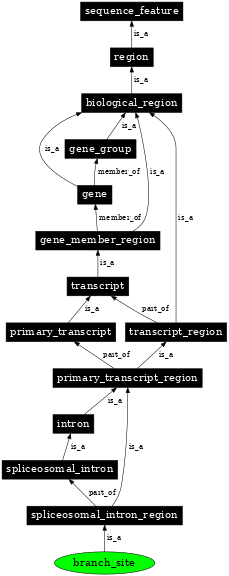 Graph image for SO:0000611