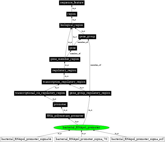 Graph image for SO:0000613