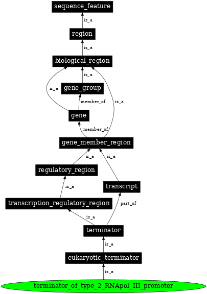 Graph image for SO:0000615