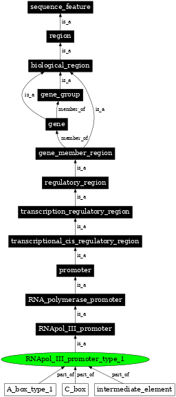 Graph image for SO:0000617