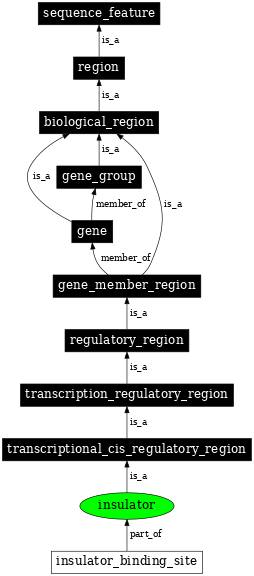 Graph image for SO:0000627