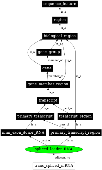 Graph image for SO:0000636