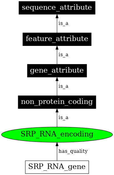 Graph image for SO:0000642