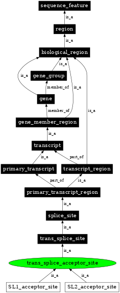 Graph image for SO:0000706