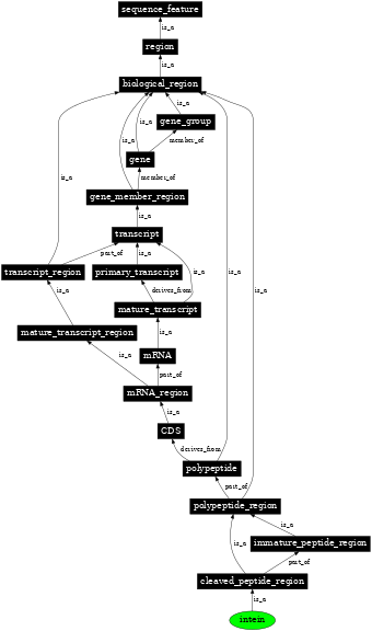 Graph image for SO:0000728