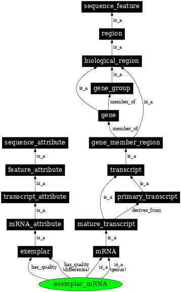 Graph image for SO:0000734